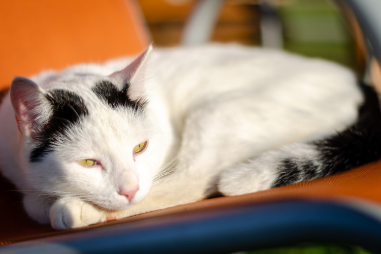 Kater Maxl
